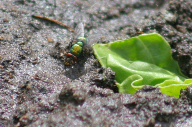 [blowfly2.jpg]