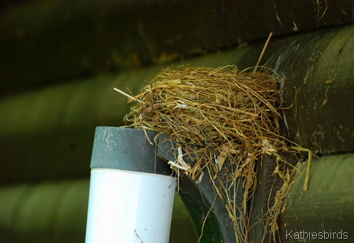4. bird nest-kab