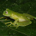 Nymphargus%252520garciae.%25252012.%252520el%252520silencio-%252520ibague.%2525202550%252520m.%252520mar%2525201239