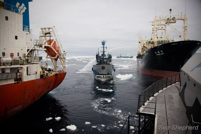 After the Japan whale poachers' factory ship, the Nisshin Maru (right), had rammed the Sea Shepherd ship, the Steve Irwin, on 20 February 2013, the Steve had to run to avoid further damage from ramming. The Bob Barker (center) took the Steve's place at the port side of the fuel tanker Sun Laurel (left), to blockade any further illegal attempts to refuel the Nisshin Maru. Photo: Sea Shepherd Conservation Society