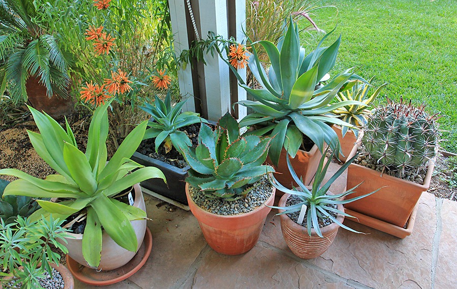 [120630_agaves_on_front_porch22.jpg]