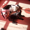 ezy et un chat