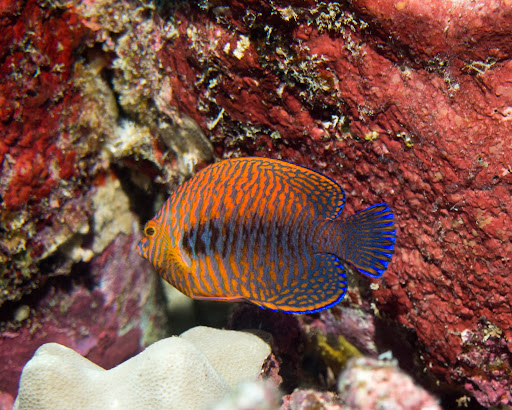 _1212812