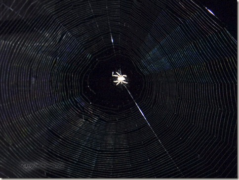 Spider at Night