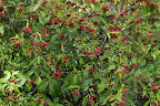 Carolina Allspice