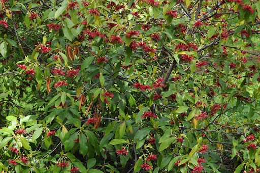 Carolina Allspice