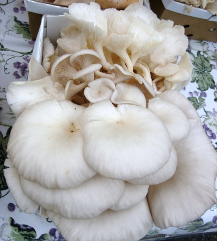 [oyster%2520mush%255B5%255D.jpg]