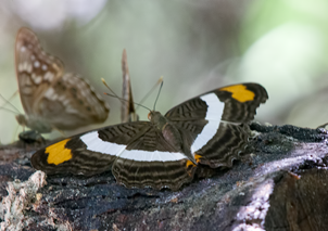 Butterfly NBC 7 Butterfly NBC 7