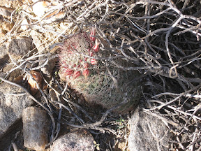MountLaguna 044.jpg