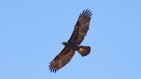 DSC04390.jpg