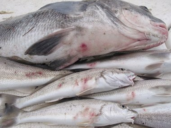 Two thirds of the whiting caught by the Press-Register on Dauphin Island, 9 January 2011, had lesions on their bodies. The fish live in the turbulent surf zone, where much of BP's oil ended up. Scientists said there might be a connection between the spill and the appearance of the lesions, but cautioned that other factors may be at play. The large fish in the background weighed 12 pounds. The smaller fish in the foreground were about 12 inches long. Ben Raines / Press-Register