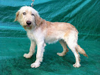 ESTRELLA DE MAR
Hembra 7 meses. Muy tierna, cariñosa, tímida, tranquila