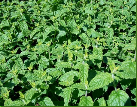 Hortela Morango Hortela Morango