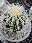These sharp spines could really hurt your soft paws and cute little nose.