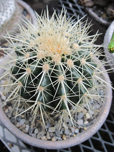 These sharp spines could really hurt your soft paws and cute little nose.