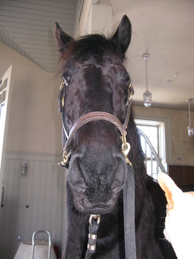 Sharkey, that was a really good grooming session - will you come back again next time?