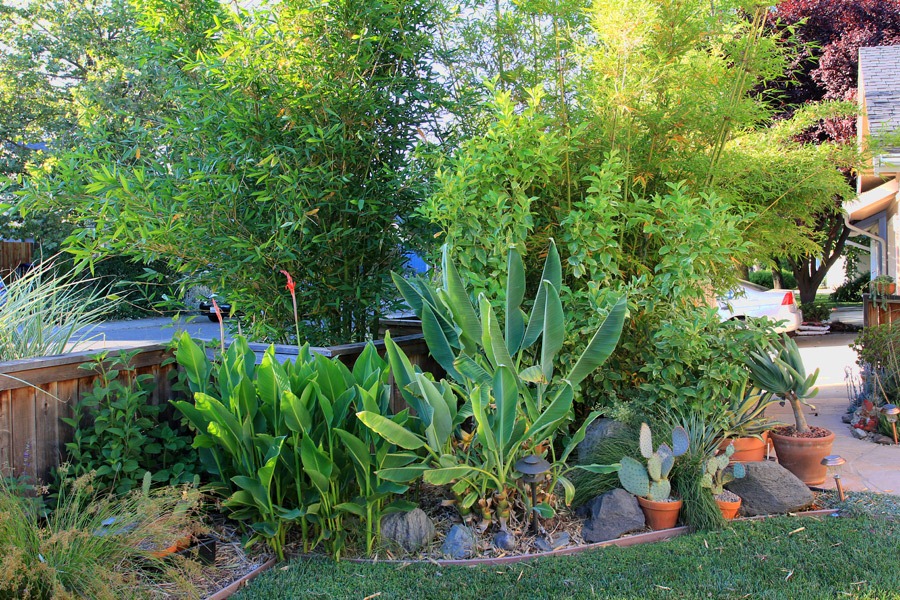 [120613_cannas2%255B6%255D.jpg]