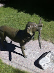 Perhaps this statue at the Bozeman airport gives you some indication of this town's priorities!