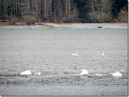 Tundra Swans on the rough river