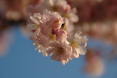 淡いピンクの桜