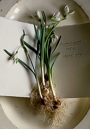 At a place setting, on a window sill, or fresh from the earth, these whimsical flowers are one of life's simple luxuries.