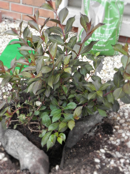 Wine and Roses Weigela Wine and Roses Weigela