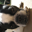 Kona, starin me down.jpg