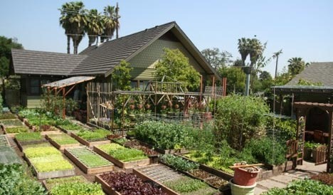 [-planted-beds-green-urban-homesteading-family-pasadena-california-susty-farming-energy-business-one-fifth-acre-sustainability-palm-trees-susty-photo%255B3%255D.jpg]