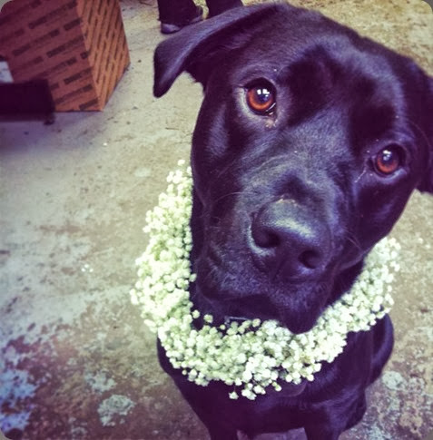 Blue Collar Working Dog Day Care Blue Collar Working Dog Day Care