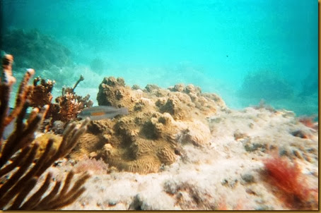 Staghorn coral an danother type thrive on the seafloor near the pillars undersea photo best1