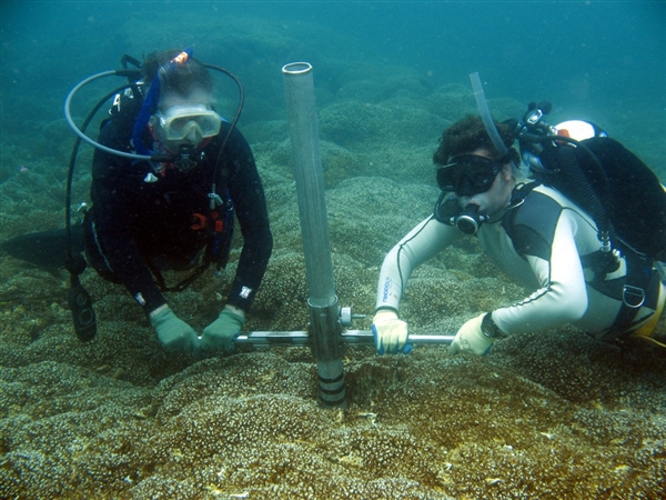 Ian Macintyre, left, of the Smithsonian Institution and Steven Vollmer of Northeastern University pull out a core sample for the coral study they were co-authors on. They found that coral reefs along Panama's Pacific coast completely collapsed for 2,500 years due to natural climate cycles. Richard B. Aronson