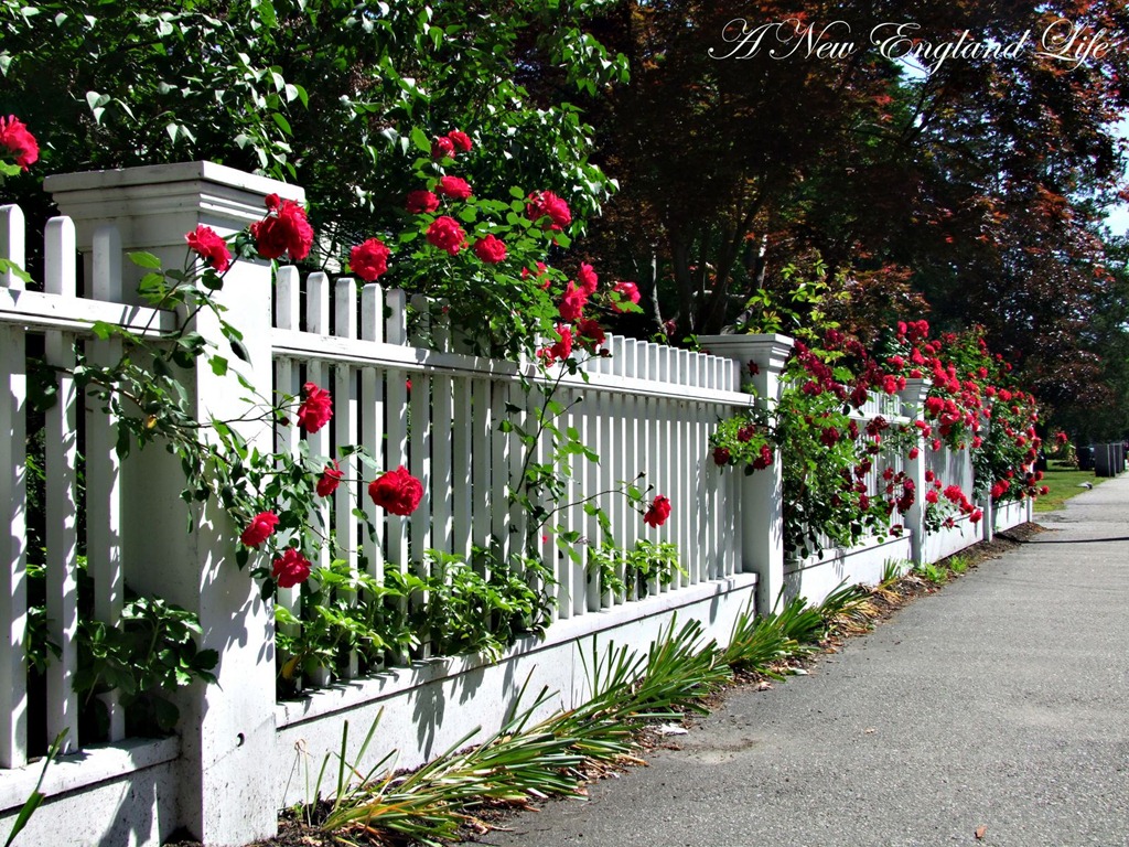 [Red%2520Roses%2520and%2520fence%255B6%255D.jpg]