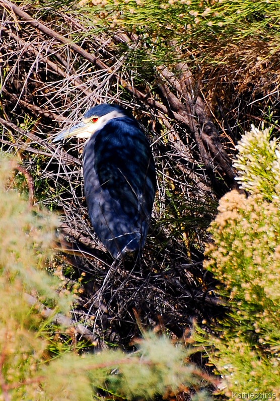[19.%2520BCN%2520heron-kab%255B4%255D.jpg]
