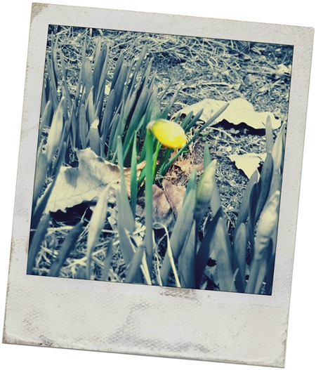 garden2