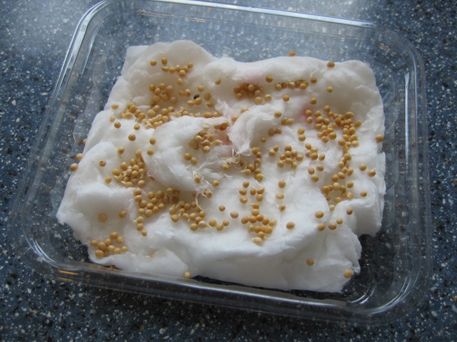 [mustard-white-seed-growing-on-cotton-wool-in-clear-plastic-container-germinating-sprouting-after-1-day-seeds-cracking-open-closeup-1-JR%255B4%255D.jpg]