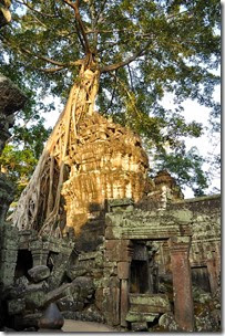 Cambodia Angkor Ta Prohm 131226_0497