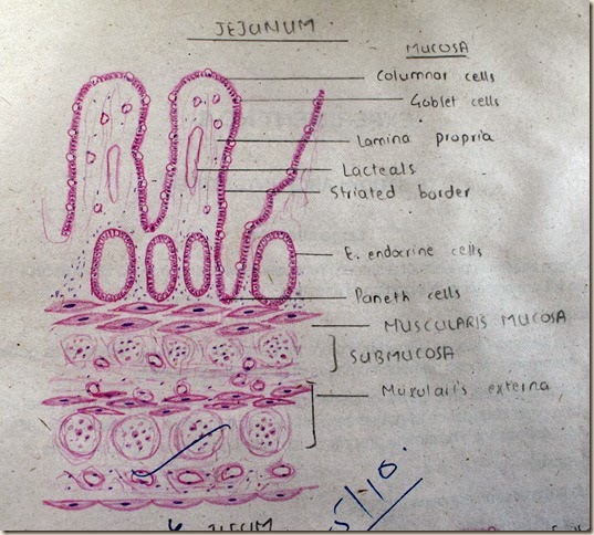Jejunum high resolution histology diagram