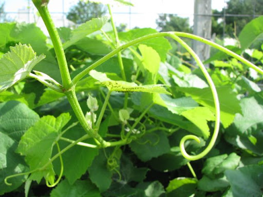 These young grapevines still need a few years before they will yield a harvest; the Oovvda winery currently buys local grapes to make their grape wines. (Photo credit: Jennifer Moore)