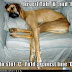 funny dog pictures.jpg