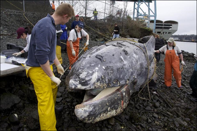 In this photo provided by NOAA Fisheries, a necropsy team on Saturday, 24 January 2015 measures a gray whale found dead beneath a dock on the Seattle waterfront earlier in the week. The necropsy was conducted by members of NOAA Fisheries' Marine Mammal Stranding Network. Biologists said the cetacean was struck by propeller of large vessel. Biologists are not sure why the whale entered Puget Sound, since most gray whales have already migrated south along the outer Washington Coast. Photo: Paul B. Hillman / NOAA Fisheries / AP Photo