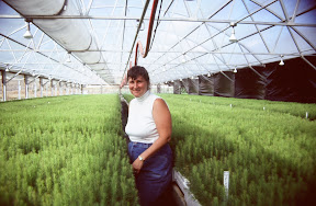 The Planters - Abbie Acuff was Potlatch Corporation's seedling production supervisor in Lewiston, Idaho when this photograph was taken in 1996. The facility was then capable of growing 2.5 million seedlings at once. Seven species native to Idaho forests were being grown for outplanting on company lands: ponderosa, ledgepole, Douglas-fir, western larch, western red cedar. Engelmann spruce and blister rust resistant western white pine.