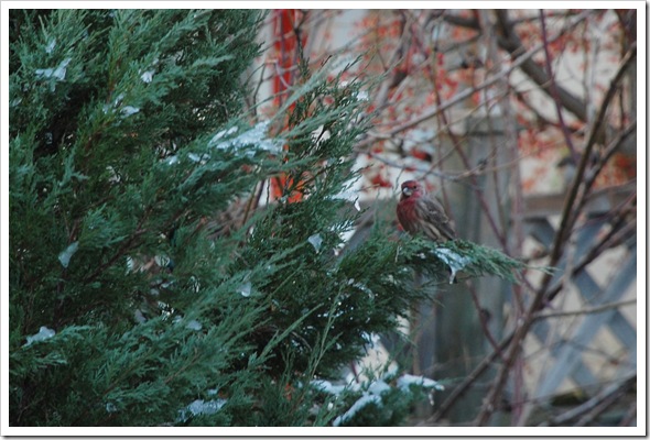 house finch