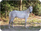 Gilligan, from Seaford, Delaware.
Purebred Gilligan is a very sweet and well-behaved boy.
He loves to be groomed. See link to his info at end of blog post. Gilligan, from Seaford, Delaware.
Purebred Gilligan is a very sweet and well-behaved boy.
He loves to be groomed. See link to his info at end of blog post.