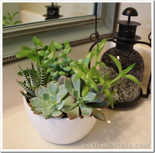 Succulents 