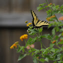 Eastern Tiger Swallowtail (Male)