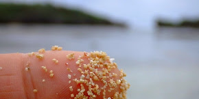 The Star Sand Beach of Hoshizuna-no-hama