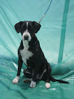 SANDÍA. Hembra 2 años. Muy cariñosa, juguetona, activa, convive mejor con perros más grandes que ella