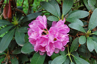 2014 április 26 Kámoni arborétum Rhododendron70.jpg