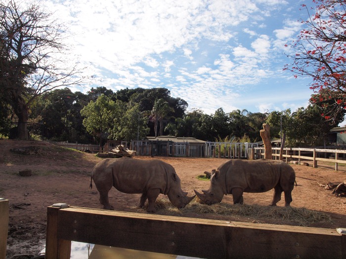 rhinos