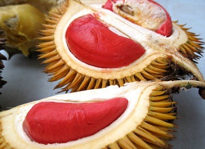 [red_durian_fruit2%255B1%255D.jpg]